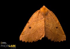 Euangerona valdiviae