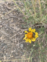 Acmaeodera tuta