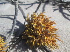 Dufourea flammea