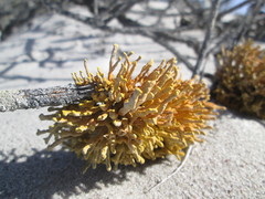Dufourea flammea