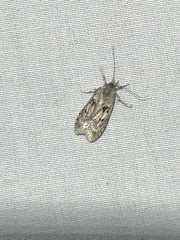 Thyrocopa indecora