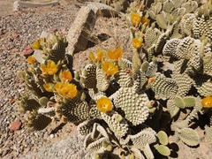 Opuntia microdasys