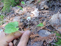 Viola macloskeyi