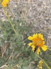 Acmaeodera tuta