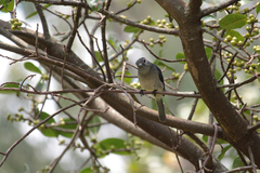 Melaenornis fischeri