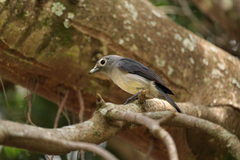 Melaenornis fischeri