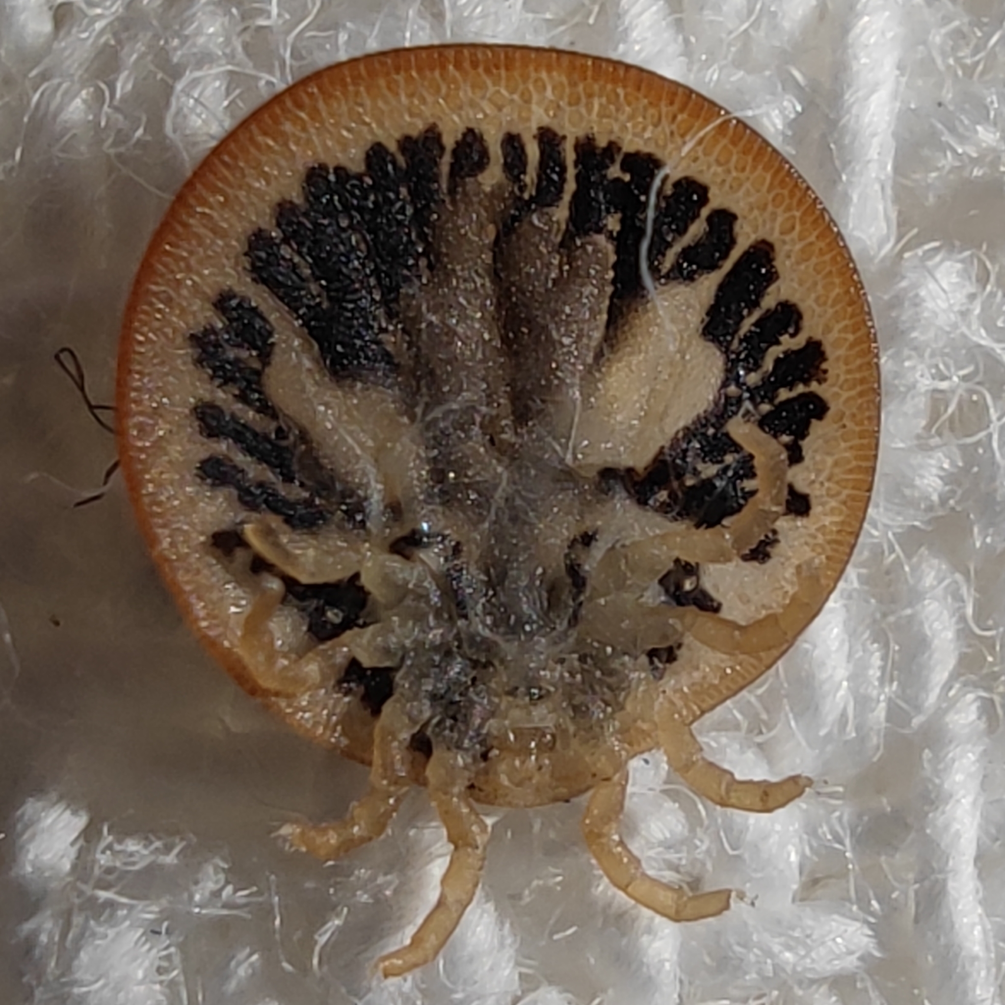 Carios vespertilionis Latreille, 1796