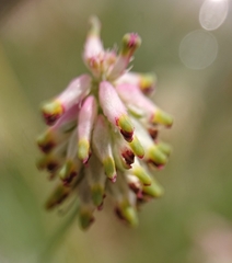 Platycapnos spicata