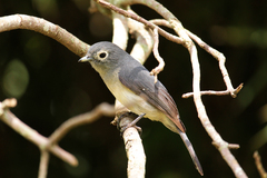 Melaenornis fischeri