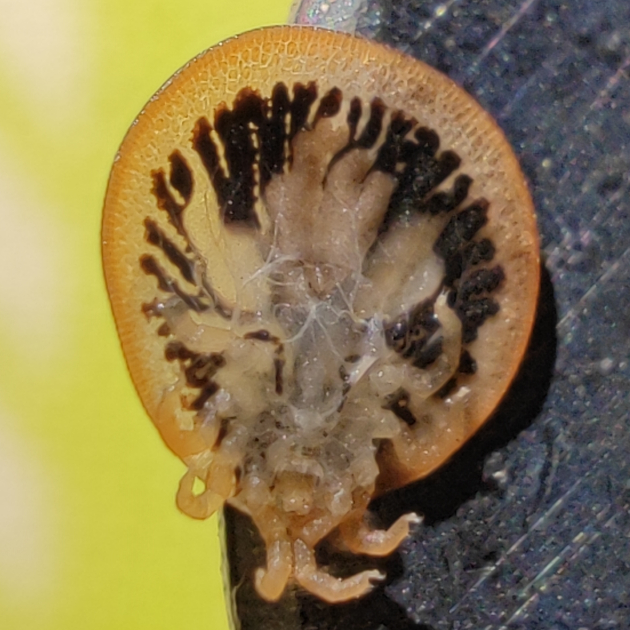 Carios vespertilionis Latreille, 1796