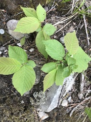 Ulmus