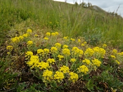 Alyssum montanum