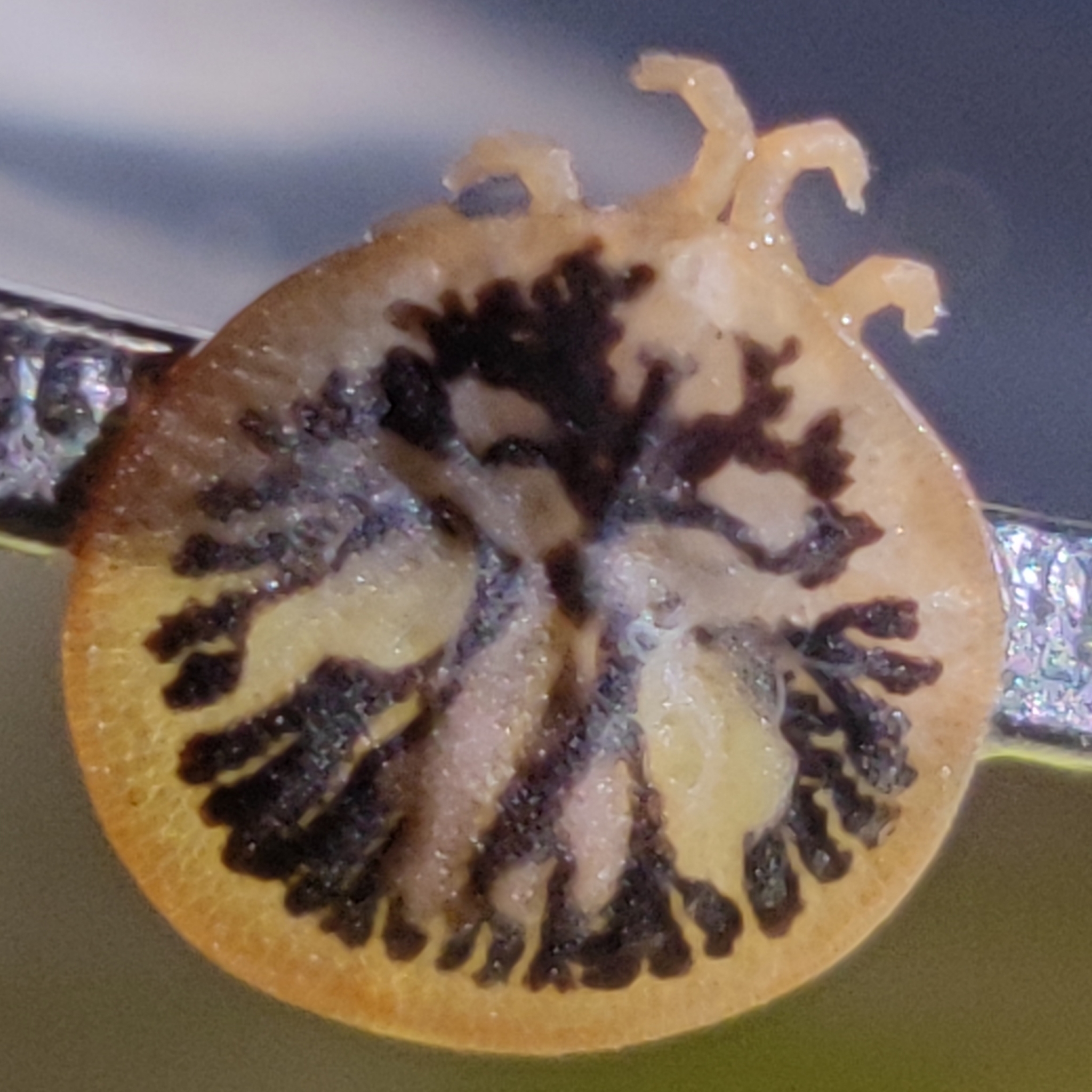 Carios vespertilionis Latreille, 1796