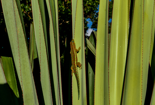 Reunion Day Gecko, Phelsuma borbonica