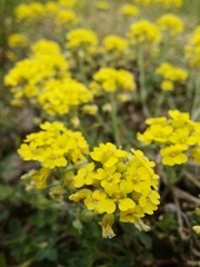 Alyssum montanum