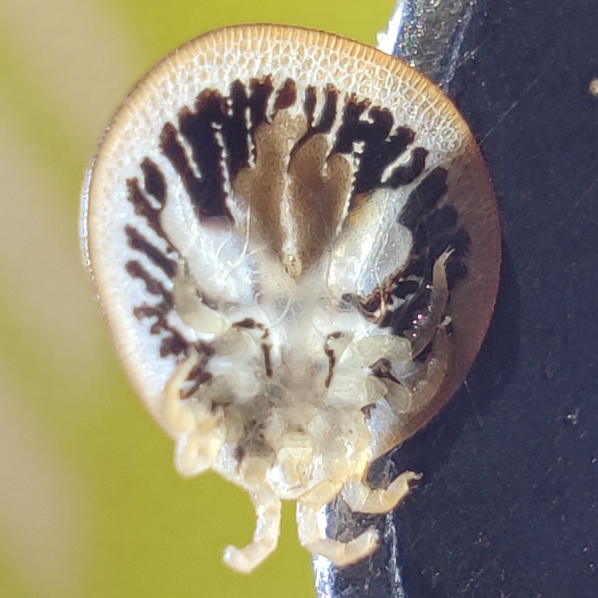 Carios vespertilionis Latreille, 1796