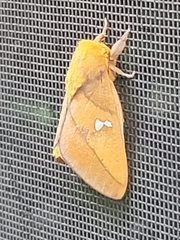 Syssphinx blanchardi