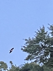 Ictinia mississippiensis