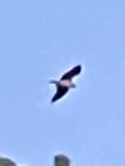 Ictinia mississippiensis