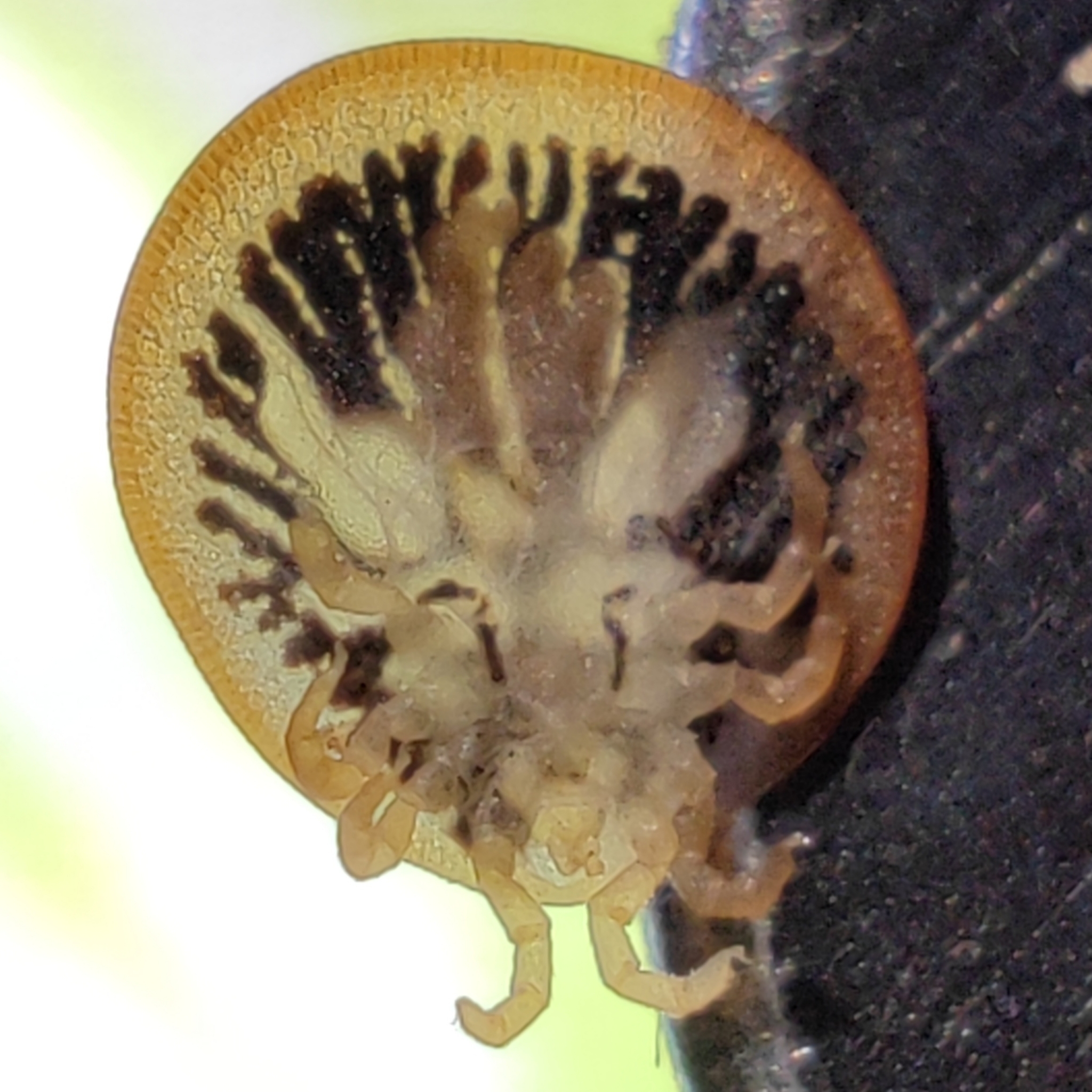 Carios vespertilionis Latreille, 1796