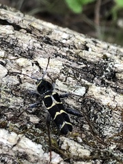 Neoclytus caprea