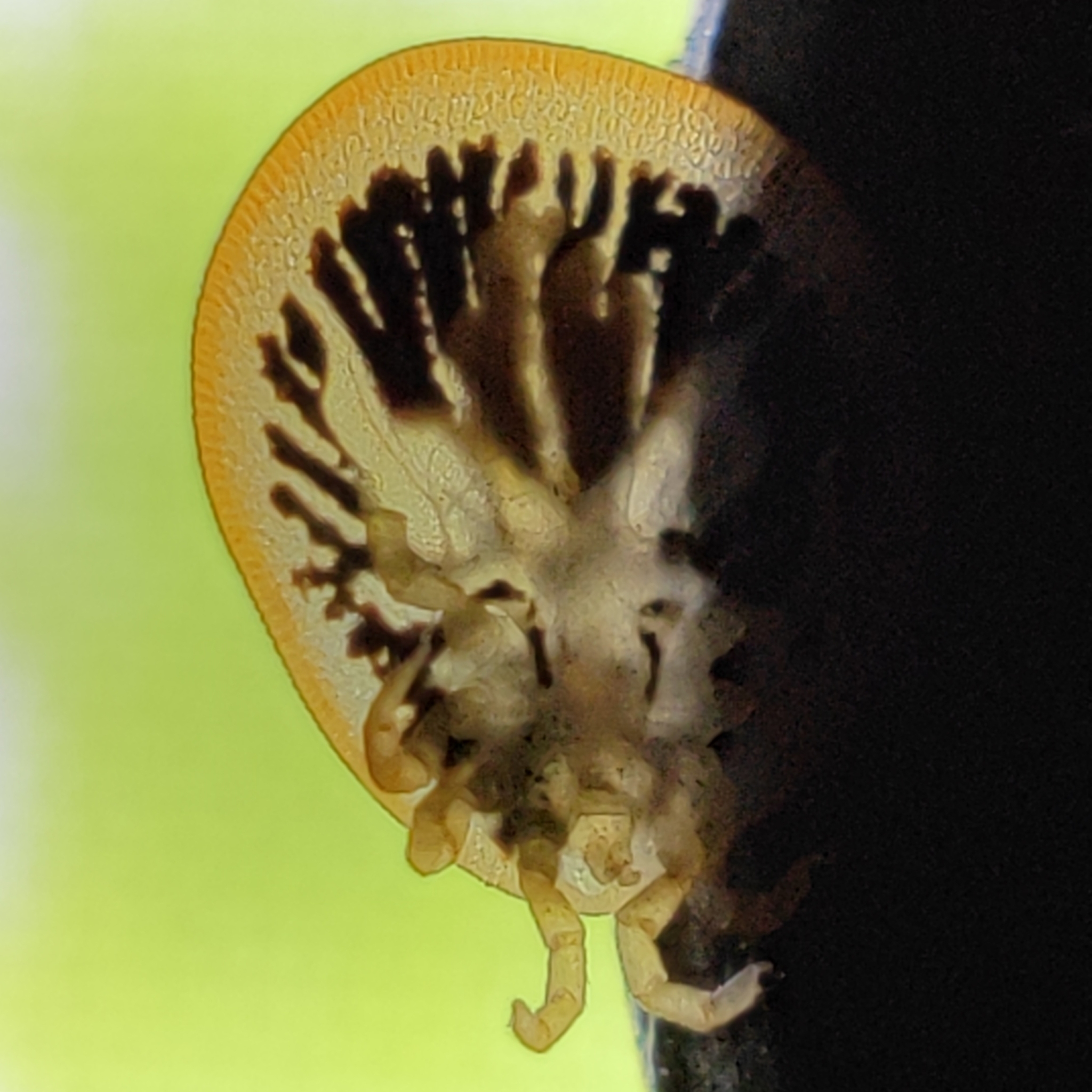 Carios vespertilionis Latreille, 1796