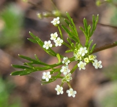 Apiastrum angustifolium