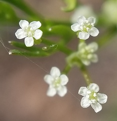 Apiastrum angustifolium