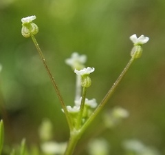 Apiastrum angustifolium
