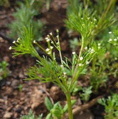 Apiastrum angustifolium