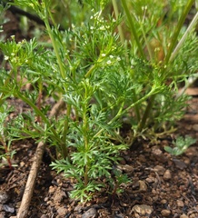 Apiastrum angustifolium