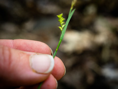 Carex gracilescens