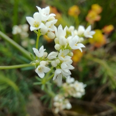Galium glaucum