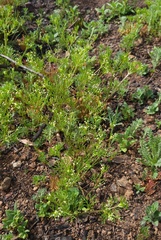 Apiastrum angustifolium