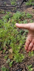 Apiastrum angustifolium