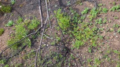 Apiastrum angustifolium