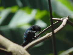 Saucerottia cyanifrons