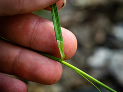 Carex gracilescens