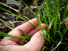 Carex gracilescens