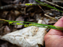 Carex gracilescens
