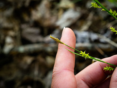 Carex gracilescens