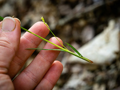 Carex gracilescens