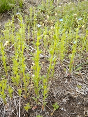 Buglossoides arvensis sibthorpianum