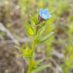 Buglossoides arvensis sibthorpianum