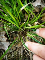 Carex gracilescens