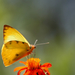 Marbles and Orangetips - Photo (c) Ale Türkmen, some rights reserved (CC BY-NC-SA), uploaded by Ale Türkmen