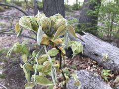 Carya