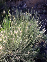Genista cinerea