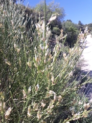 Genista cinerea