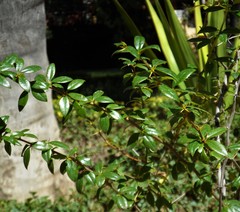 Berberis commutata